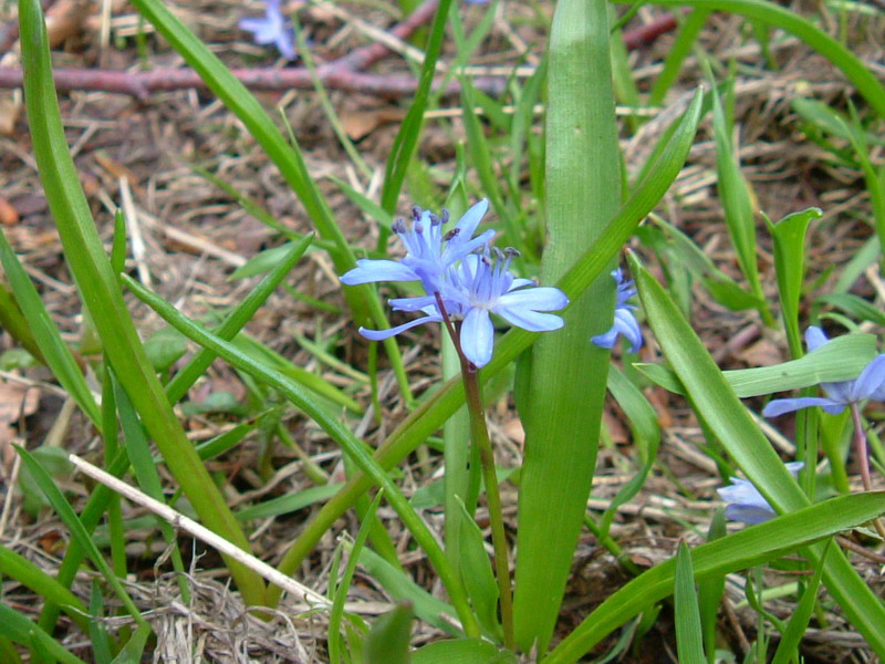 Scilla bifolia / Scilla silvestre